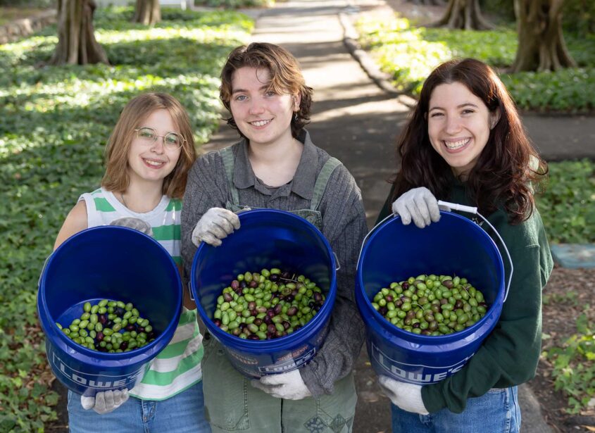 Scripps Store - Students with harvested olives